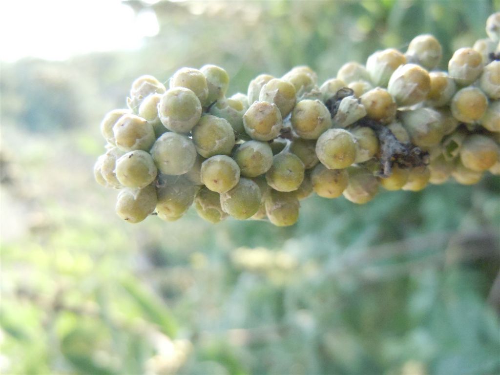 Vitex agnus-castus